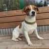 Lebhafte Bella sucht ihre neue Familie!