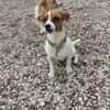 Lebhafte Bella sucht ihre neue Familie!