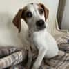 Elmo - toller Junghund sucht Familie