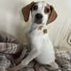 Elmo - toller Junghund sucht Familie