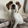 Elmo - toller Junghund sucht Familie