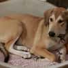 Wanda sucht ein neues Zuhause