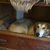Wanda sucht ein neues Zuhause