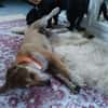 Wanda sucht ein neues Zuhause