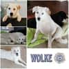 WOLKE * freundlich mit eigenem Köpfchen