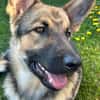 Ares  auf Teamsuche