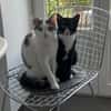 Robin & Zefir 2 kleine lustige Clowns