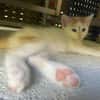 MIETTE