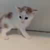 MIETTE