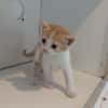 MAMBO
