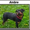 AMBRE