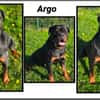 ARGO