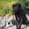 VALERIE - Zuhause gesucht