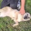 MIRARE - ein Wunder sucht ein Zuhause