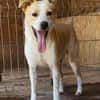 IDEFIX