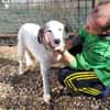 TODDY - großer Hund, großes Herz, große