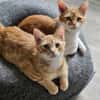TOM & JERRY - geb. ca. 05/2023