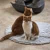 TOM & JERRY - geb. ca. 05/2023