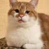 TOM & JERRY - geb. ca. 05/2023
