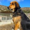 Entspannter Rocky sucht Zuhause