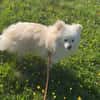 Kleine Maus Misho