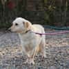 Camaro - verspielter Familienhund