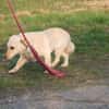 Camaro - verspielter Familienhund