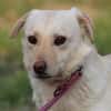 Camaro - verspielter Familienhund