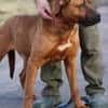 Bruno - kinderlieber Familienhund