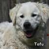 TOFU