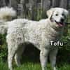 TOFU