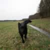 COON - eigenwilliger Strobel sucht Paten