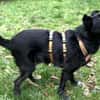 Schmusemaus Anduni sucht dich