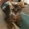 Verspielter Stevie sucht Zuhause