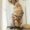 Verspielter Stevie sucht Zuhause