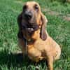 Carla - Bloodhound sucht ein neues Zuhau