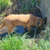 Carla - Bloodhound sucht ein neues Zuhau