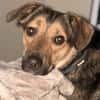 🐾 Kenzo sucht seine Menschen 🐾