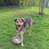 🐾 Kenzo sucht seine Menschen 🐾