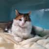 LILOU