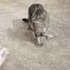 Sanfte, junge Katze Jasmine