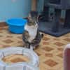 Freundlicher, schüchterner Kater Bowie