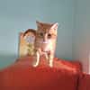 Liebe Schmusekatze Reina