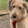Lenny-wartet in PLZ 60599 auf Besuch