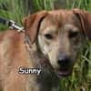 SUNNY