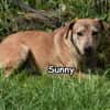 SUNNY