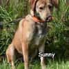 SUNNY