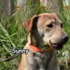 SUNNY