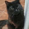 Sanfter Kater Merlin (1 Bein fehlt)