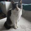 Liebevolle Katzen Falca (blind) u. Kinoa